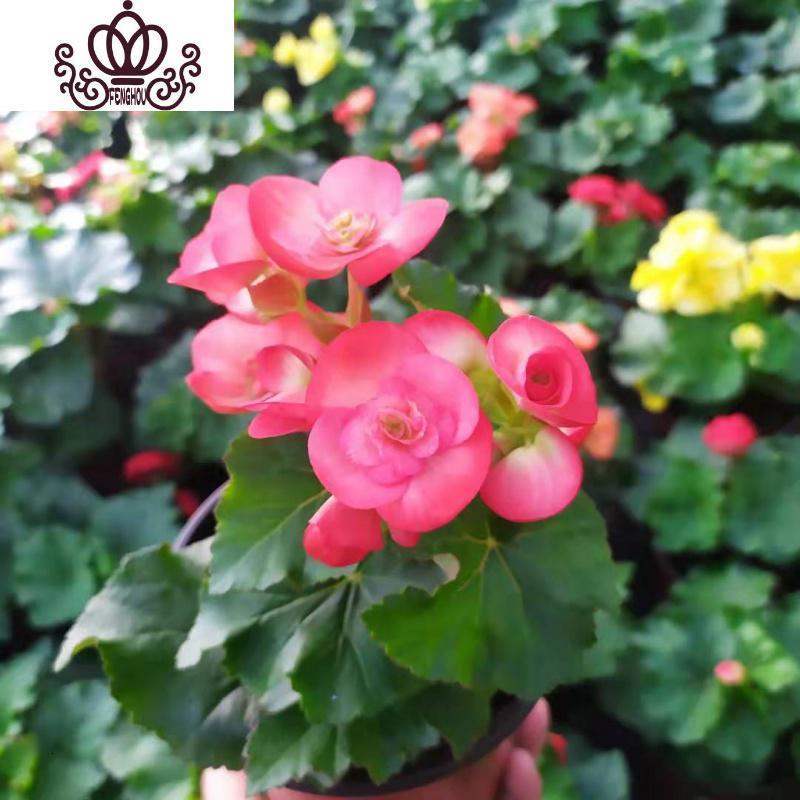 封后 Fenghou 园艺用品封后丽格海棠盆栽夫妻海棠四季开花盆栽办公室室内客厅花卉带花发货白心佩里 带简易盆 不含盆 价格图片品牌报价 苏宁易购战狼家居专营店