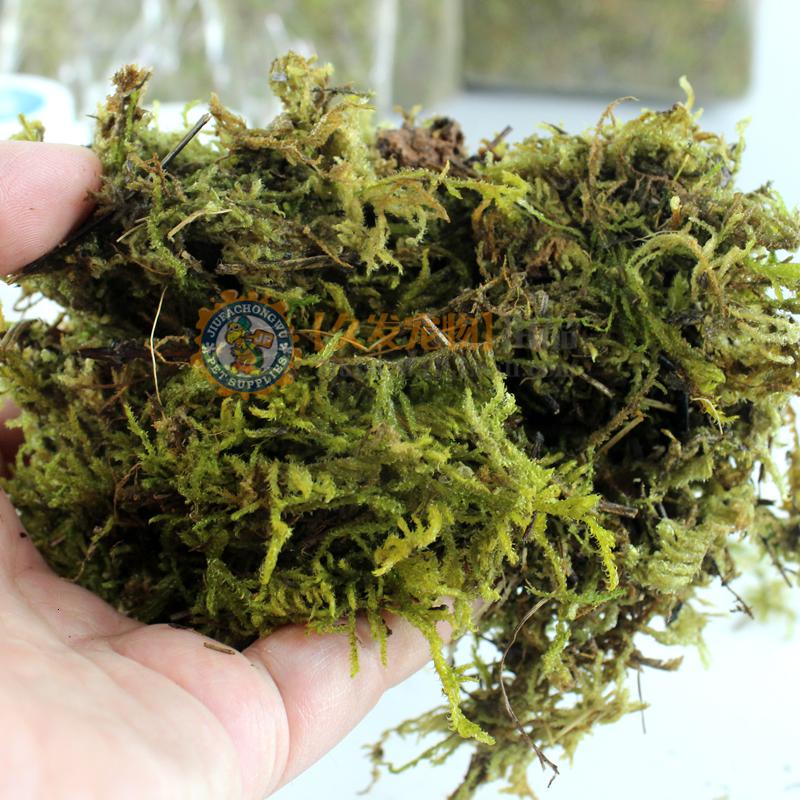 爬虫乌龟过冬垫材宠物蝎子角蛙用品水苔苔藓保湿鲜水苔高清大图