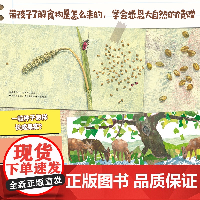 谢谢你,小苹果!(全3册) 谢谢你,好吃的面包! 谢谢你,珍贵的水! 自然科普绘本 一粒种子的旅行作者创作 爱心树高清大图