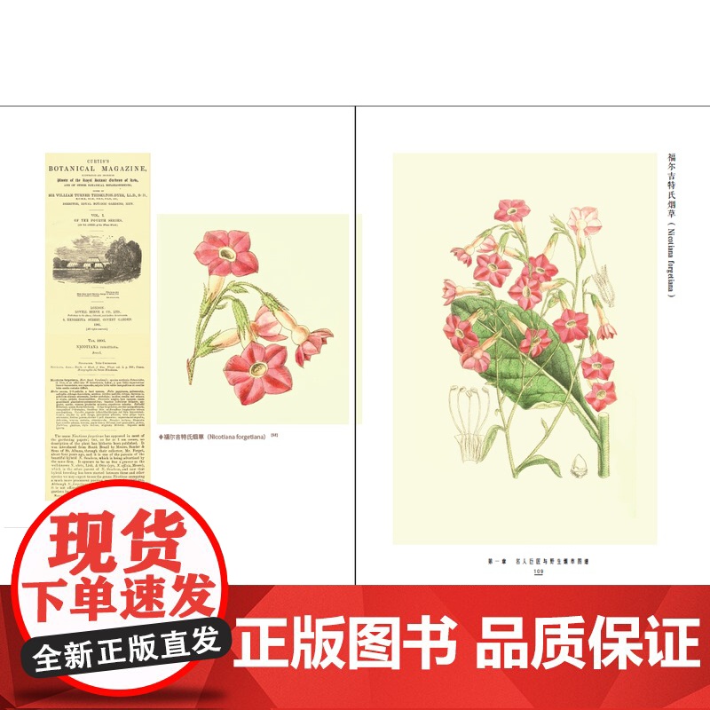 [店]世界野生烟草植物图典(1522—2022)自然科普、植物科普、植物图鉴、野生烟草、世界野生烟草、人文历史高清大图