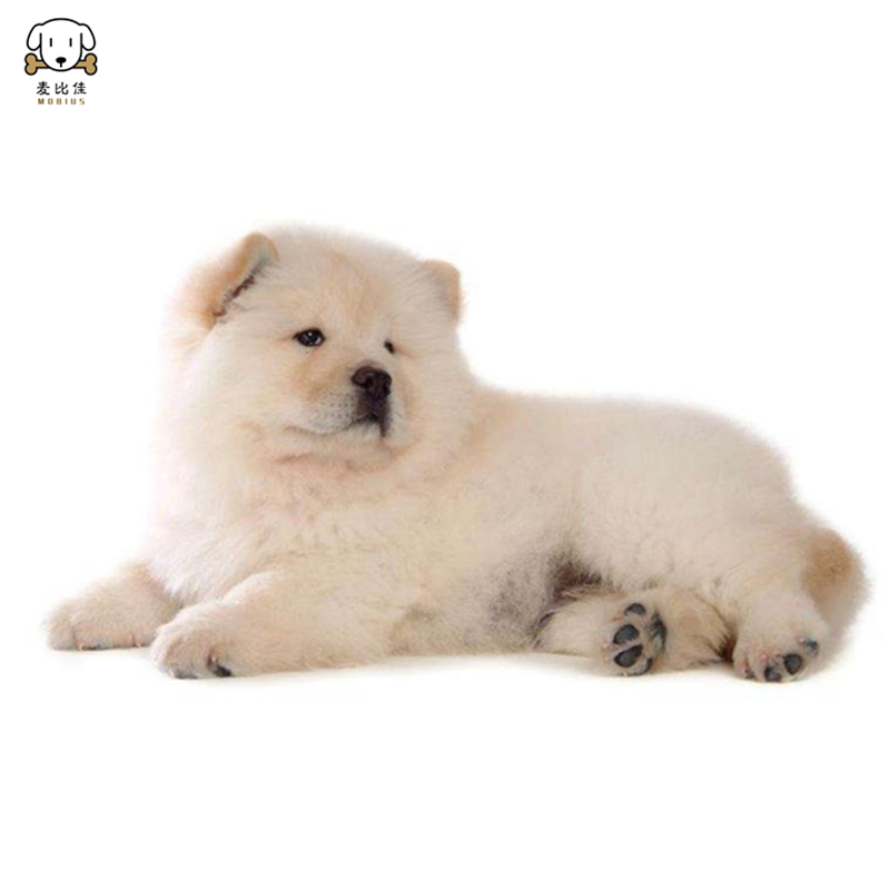 麦比佳 松狮犬幼犬松狮狗狗活体 纯种双血统大骨架大肉嘴松狮狗赛级面包嘴中大型家庭犬 米白色黄色黑色 视频挑选高清大图