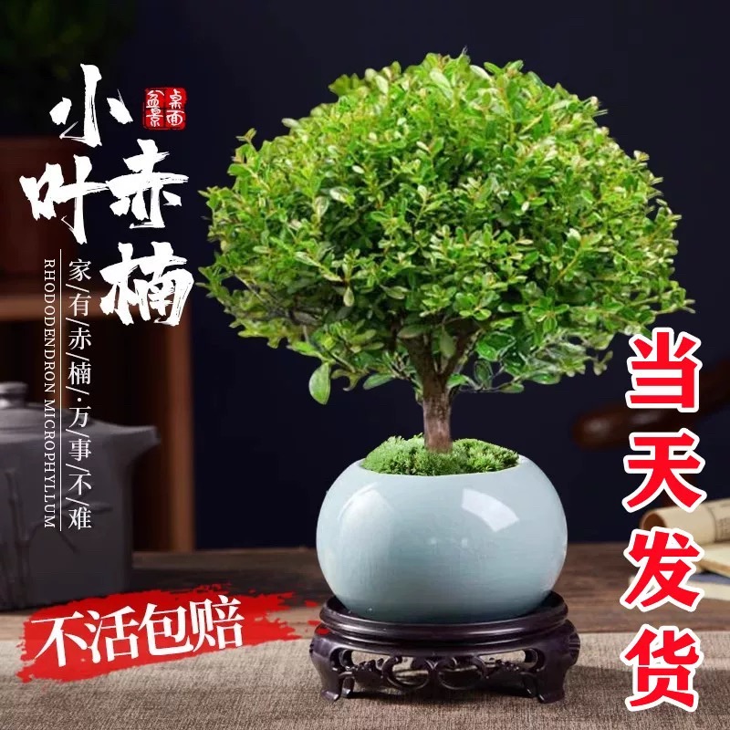 [补贴10%]小叶赤楠老桩盆栽盆景迷你植物室内花卉办公室桌面小绿植好养四季高清大图