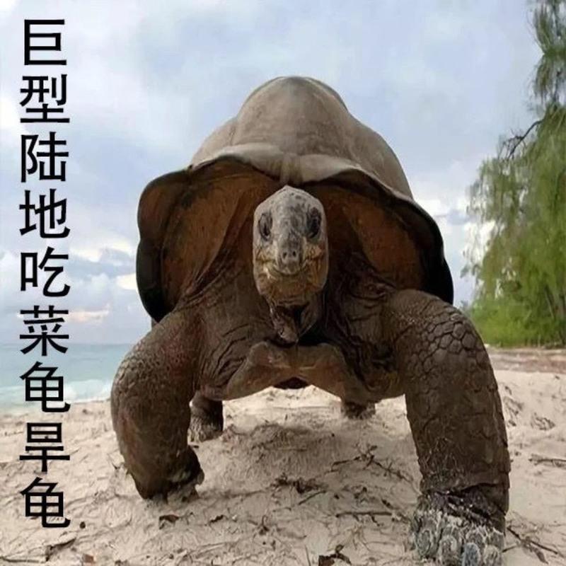 5-6厘米 情侣龟一对 陆地巨型吃菜龟特大龟活体宠物小乌龟活体龟粮下蛋龟乌龟蛋乌龟缸