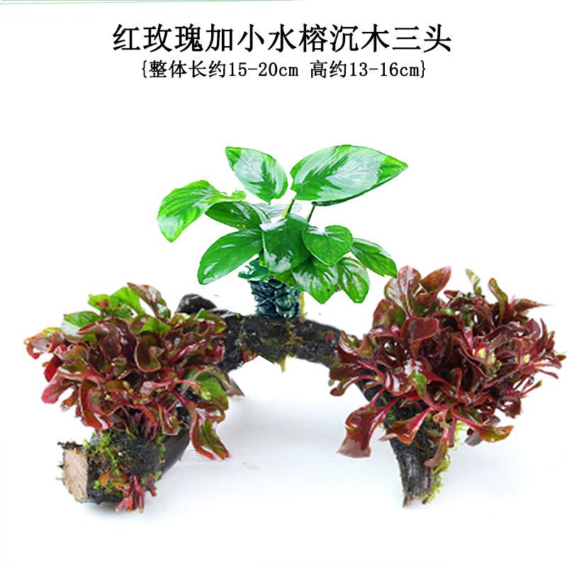 鱼缸造景沉木水草装饰懒人水草新手耐养植物水榕活体绿金钱多头草 红松草沉木单头