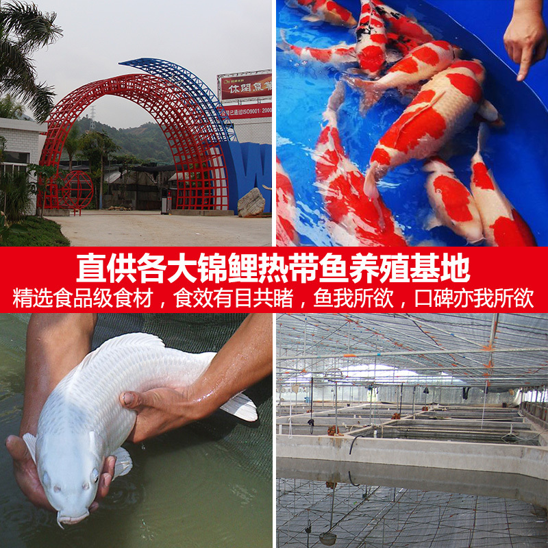 观赏鱼锦鲤饲料增色鱼粮金鱼鱼食不浑水上浮饲料小型鱼高清大图