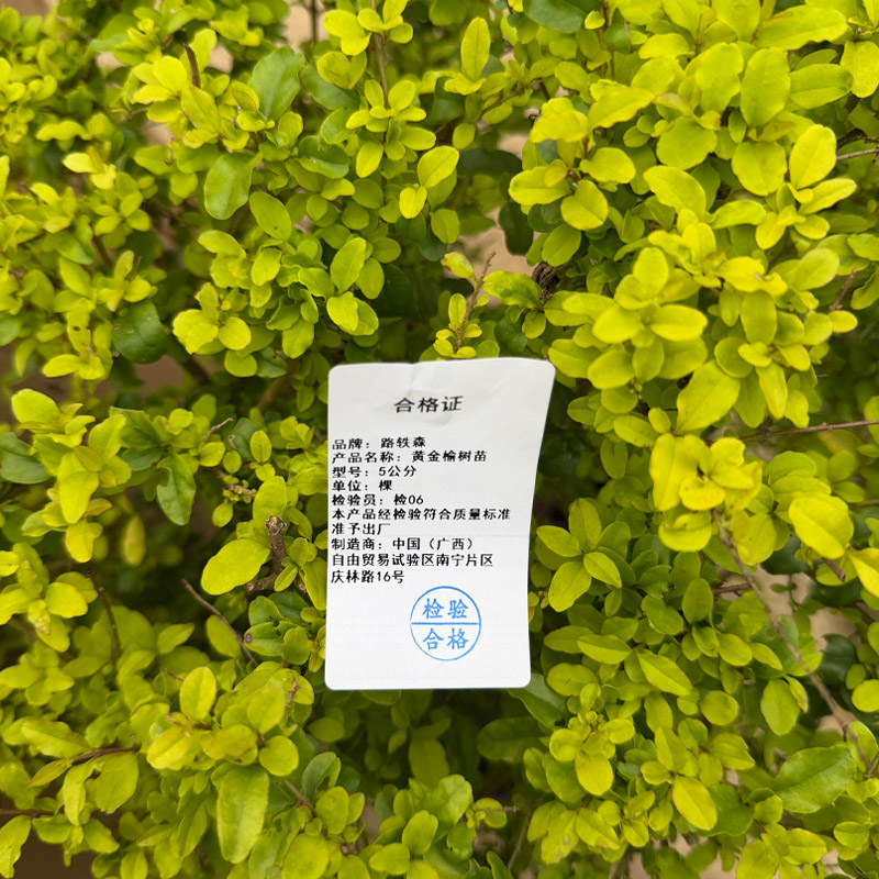 路轶森 黄金榆树苗 5公分 棵高清大图