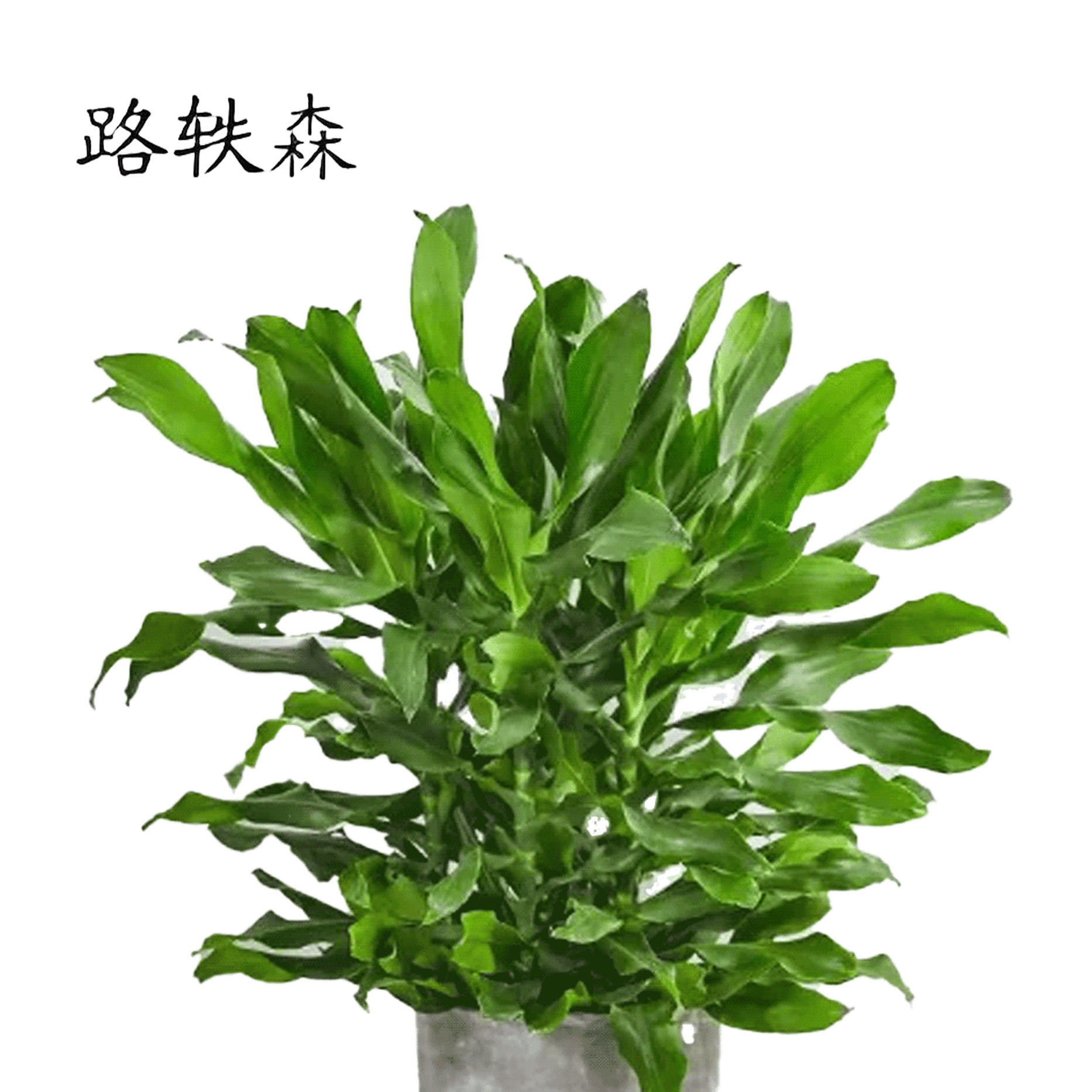 路轶森 精品螺纹铁 60cm 棵高清大图