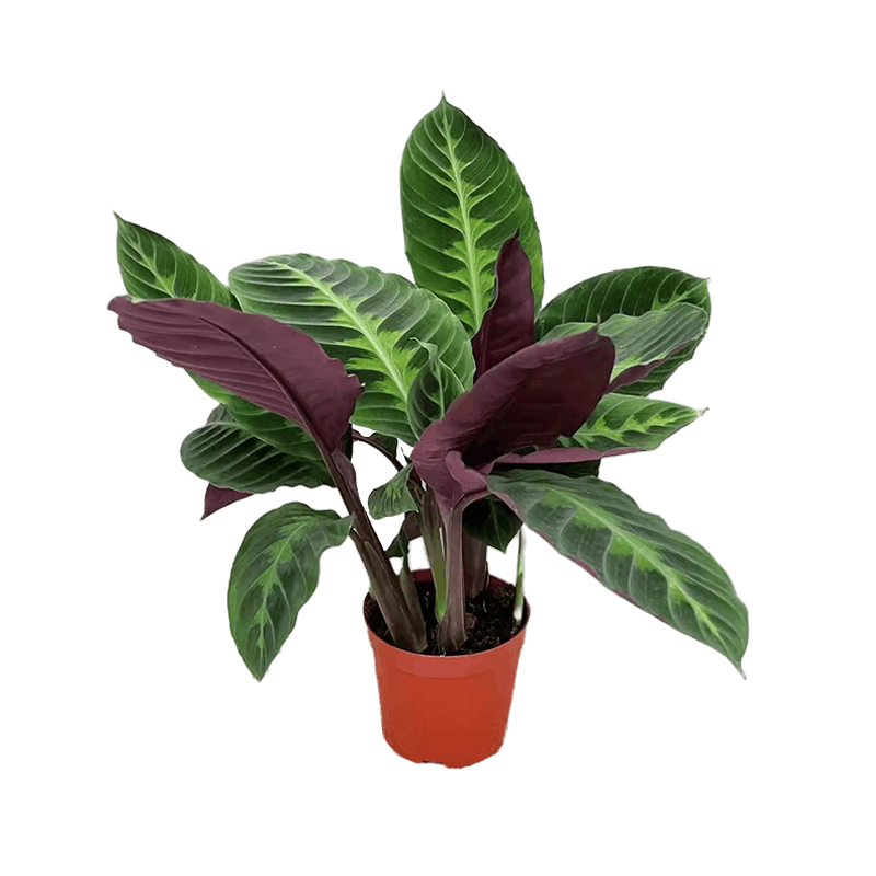 嘉众忆 紫背天鹅绒盆栽60cm JZY-PZ002 个图片