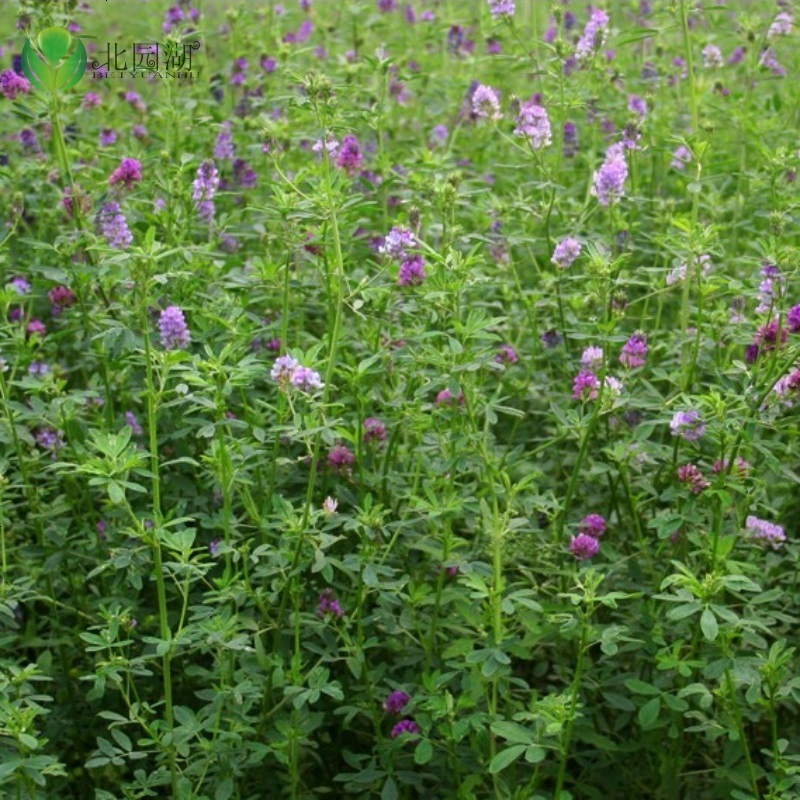 花中岛鲜花绿植进口紫花苜蓿种子苜蓿草南方牧草种子北方多年生耐寒牛羊兔牧草籽苜蓿包衣种子1斤 价格图片品牌报价 苏宁易购花中岛园艺旗舰店