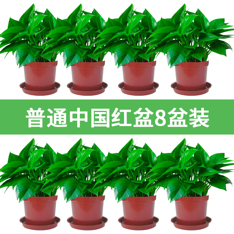 绿萝长藤垂吊植物室内弹痕水培绿箩花盆吊兰栽好办公室养绿植视频介绍 绿萝长藤垂吊植物室内弹痕水培绿箩花盆吊兰栽好办公室养绿植功能演示视频 苏宁易购