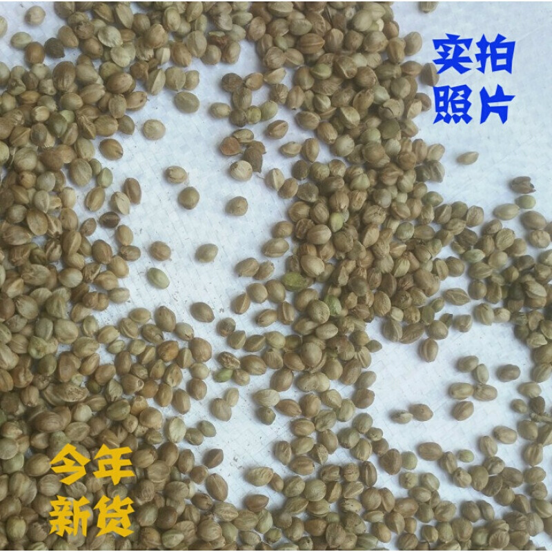 麻子麻籽火麻仁中颗粒鹦鹉鸟食鸟粮饲料仓鼠粮鸽子鸟粮