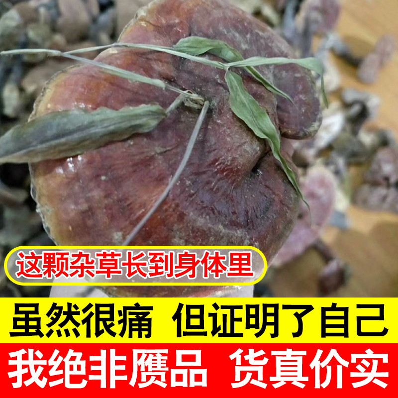 野外灵芝干货250克 整朵大个 大别山天然林芝 收山民灵芝高清大图