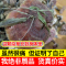 野外灵芝干货250克 整朵大个 大别山天然林芝 收山民灵芝