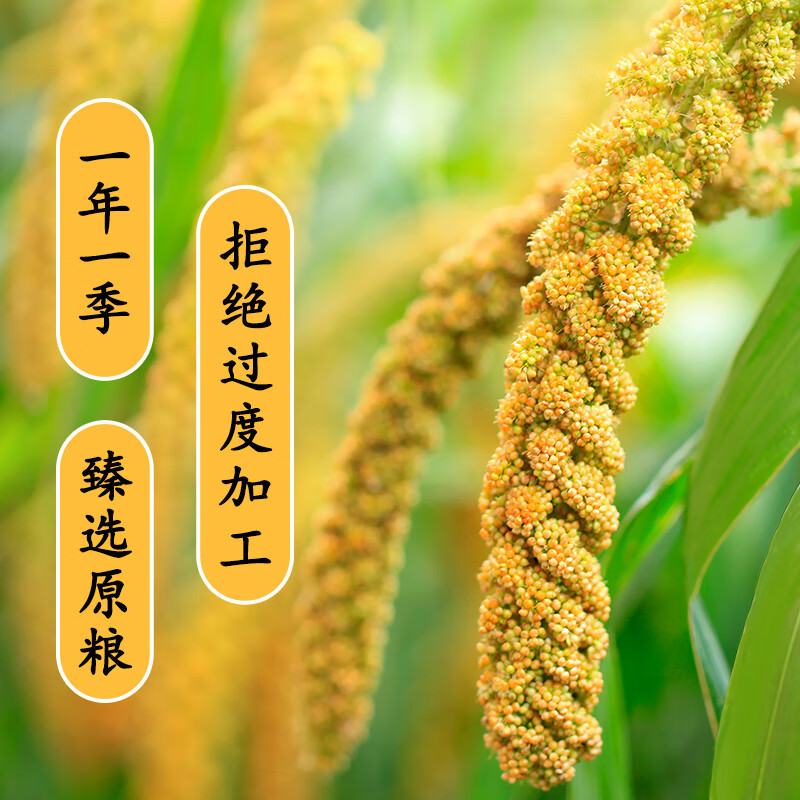 柴火大院内蒙古黄小米4斤杂粮小米粥高清大图