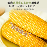 麦秀年早安大苞米东北黄糯玉米6.4斤（16-18穗）软糯香甜真空家庭装早餐