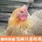 散养农家老母鸡两只装 2年土鸡 2斤 苏北土鸡 新鲜现杀土鸡肉 正宗苏北草鸡笨鸡走地鸡月子鸡