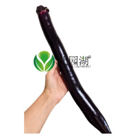 逍遥日本经典长茄子种子/籽 黑紫色 特长高产四季种植盆栽蔬菜种苗 经典长茄王20粒试种装