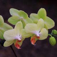 蝴蝶兰花苗盆栽室内观花植物阳台绿植花卉花苗绿植四季开花盆景2年苗