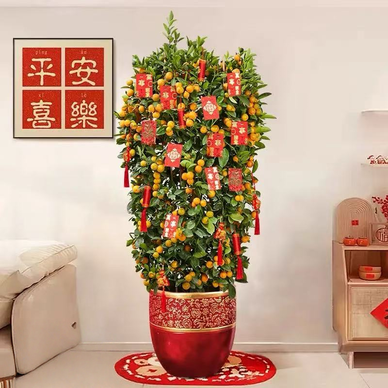 祝鑫 柑橘树 ZX-01 棵高清大图