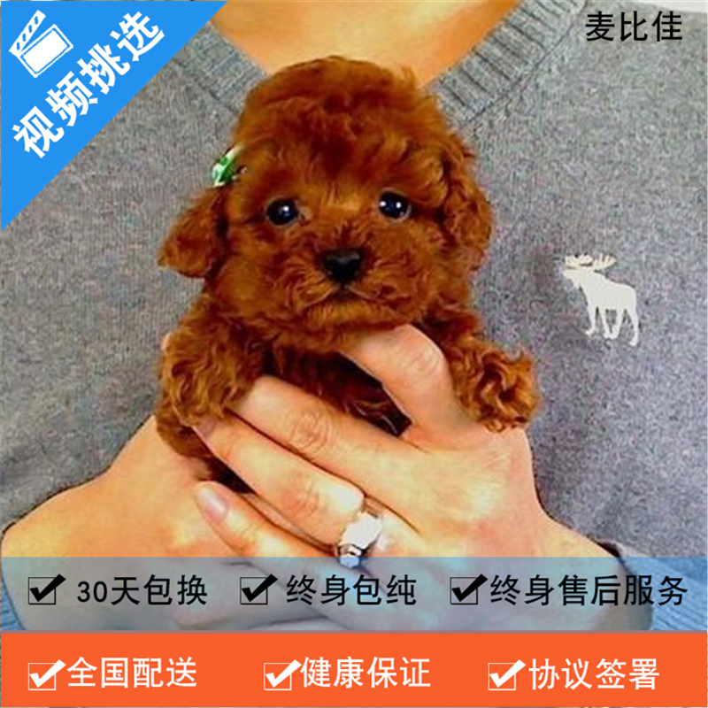 麦比佳纯种泰迪幼犬活体狗狗 茶杯型红泰迪幼犬长不大的泰迪狗狗白色小型犬 双血统赛级玩具型狗狗贵宾犬狗狗泰迪犬宠物级高清大图