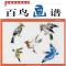 11百鸟画谱--中国画画谱丛书978753226271722