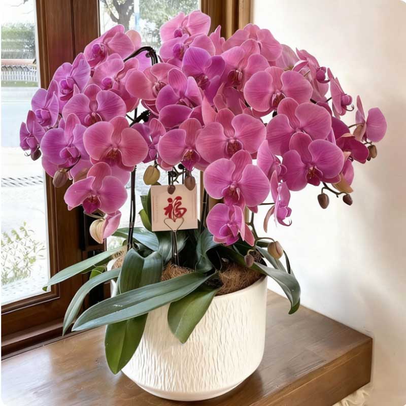 环孤 蝴蝶兰带花盆栽 蒸蒸日上-8株 (单位:盆)高清大图