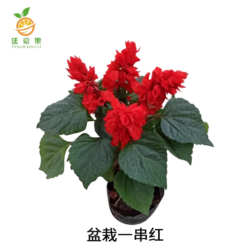 廷豪果 盆栽一串红 30cm /株