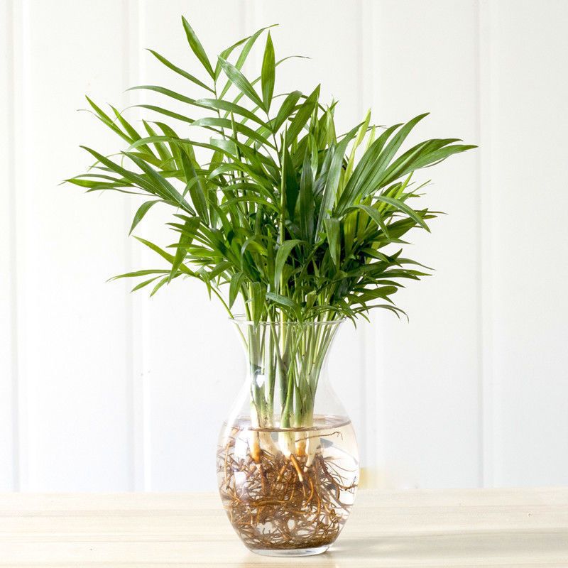 驱蚊竹柏土培水养水培植物室内客厅耐阴好养绿植花卉盆栽四季常青驱蚊