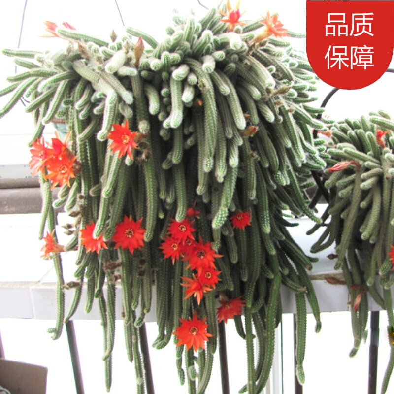 仙人掌白檀 报价行情 排行 品牌 参数 怎么样 图片 商家 苏宁易购