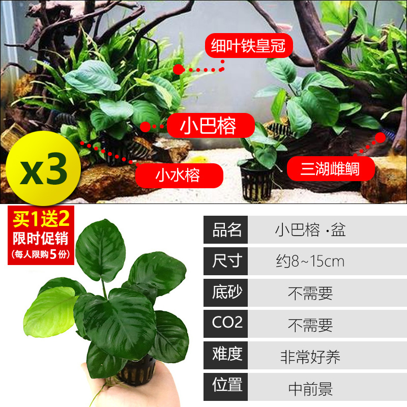 大九叶皇冠草真水草鱼缸装饰懒人水草淡水有茎类中后景性草