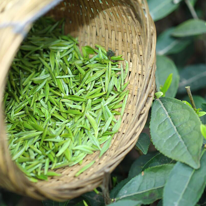 川红 2021年开园头采 明前特级雀舌绿茶50g