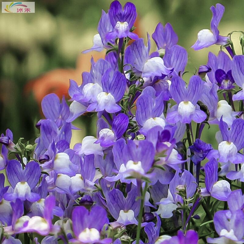 北园湖园艺用品金鱼草种子柳川鱼种子洋彩雀春季花卉耐寒春秋季播种切花鲜花种子 12 柳穿鱼种子50粒 价格图片品牌报价 苏宁易购花中岛园艺专营店