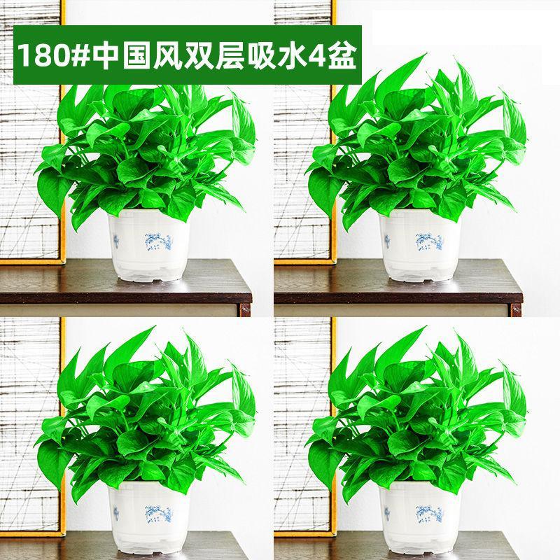 甲门 Jiamen 鲜花绿植绿萝盆栽室内水培植物客厅吸除甲醛净化空气花卉绿植大叶绿箩 价格图片品牌报价 苏宁易购万物链生活日用专营店