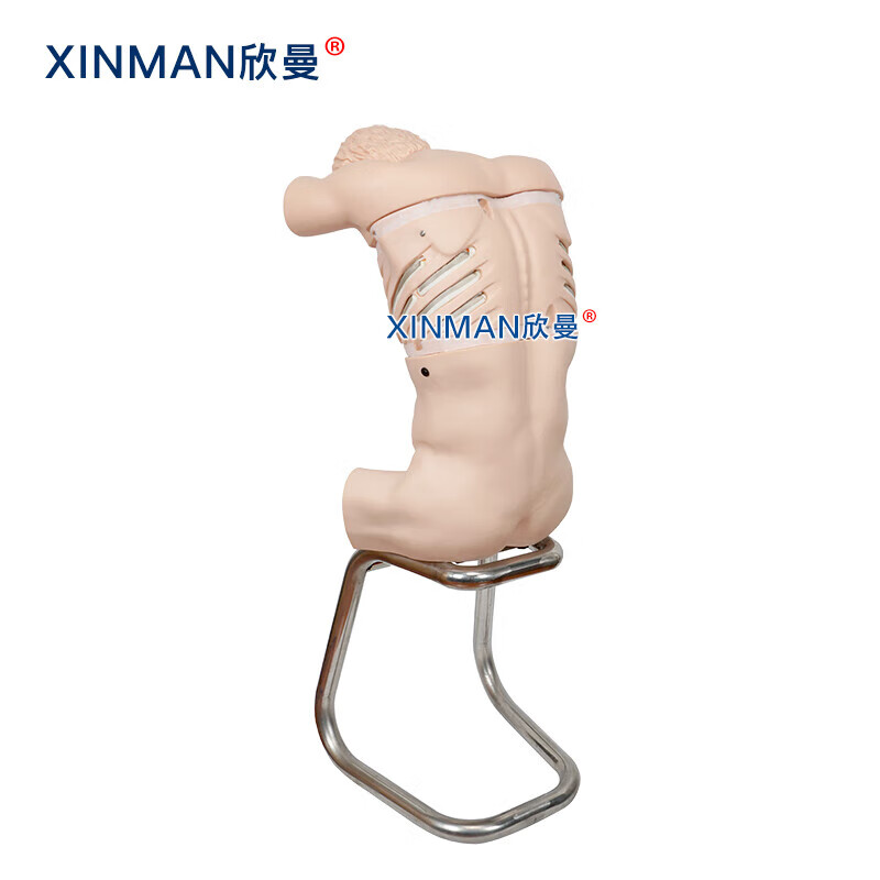 欣曼科教 胸腔背部穿刺训练模拟人 胸腔穿刺操作模型XM-LXQA高清大图