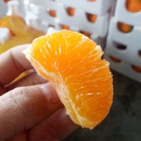 芮瑞 四川特产 青见 柑橘脐橙大果1500g 新鲜水果