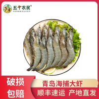 [五个农民]顺丰速运 青岛海捕大虾 带箱4斤装 14-16cm中号虾 个头饱满 肉质紧实