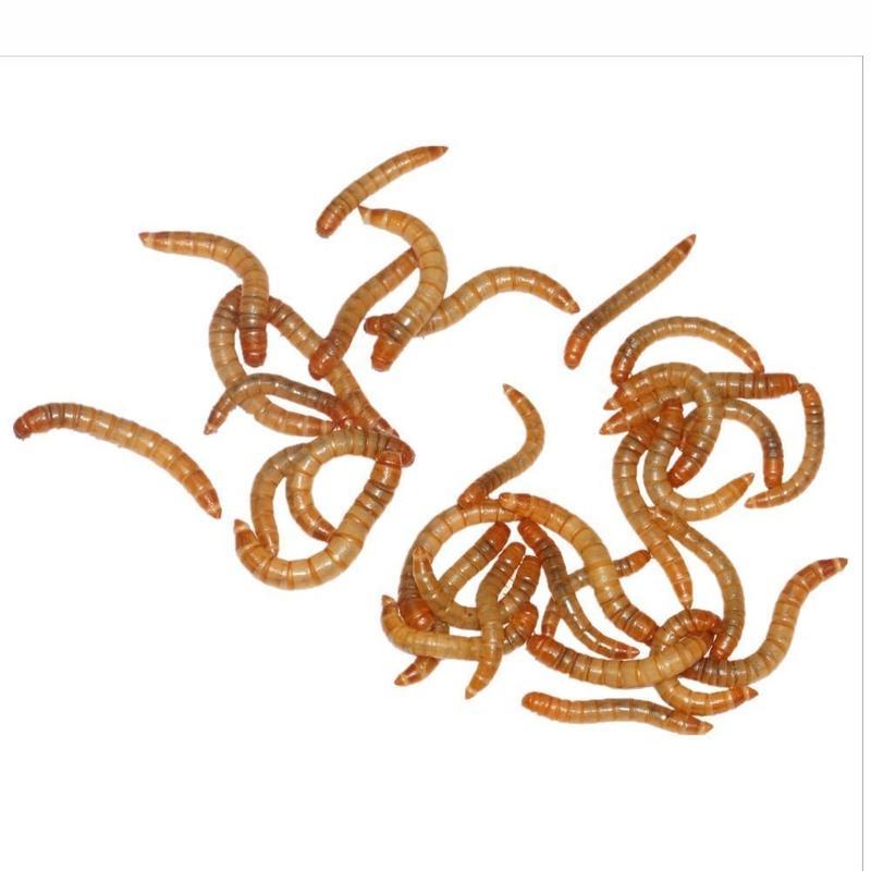 面包虫活体黄粉虫大麦虫宠物饲料画眉八哥小鸟喂乌龟蜥蜴顺丰 面包虫(小点)100克套装 长约1.2~1.7厘米