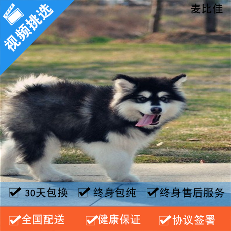 麦比佳 纯种巨型阿拉斯加幼犬活体宠物 熊版十字脸阿拉斯加雪橇犬 双血统烟灰色桃脸阿拉斯加幼崽 巨大型雪橇犬阿拉斯加犬22高清大图