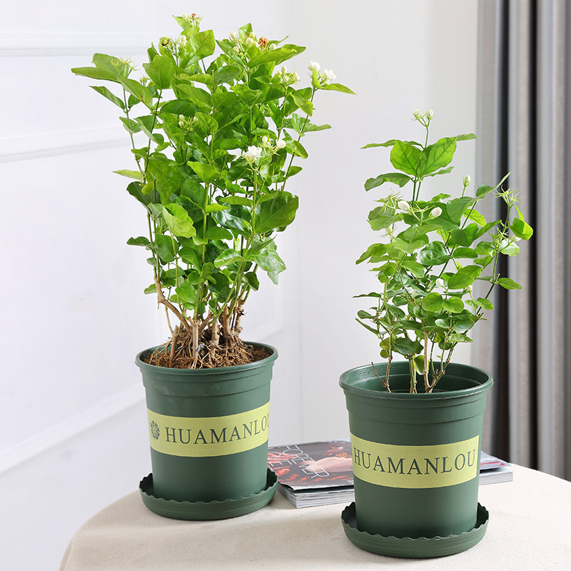 茉莉花盆栽植物室内植物办公室绿植芳香驱蚊净化空气四季花卉盆景-菊花茉莉(加仑盆)