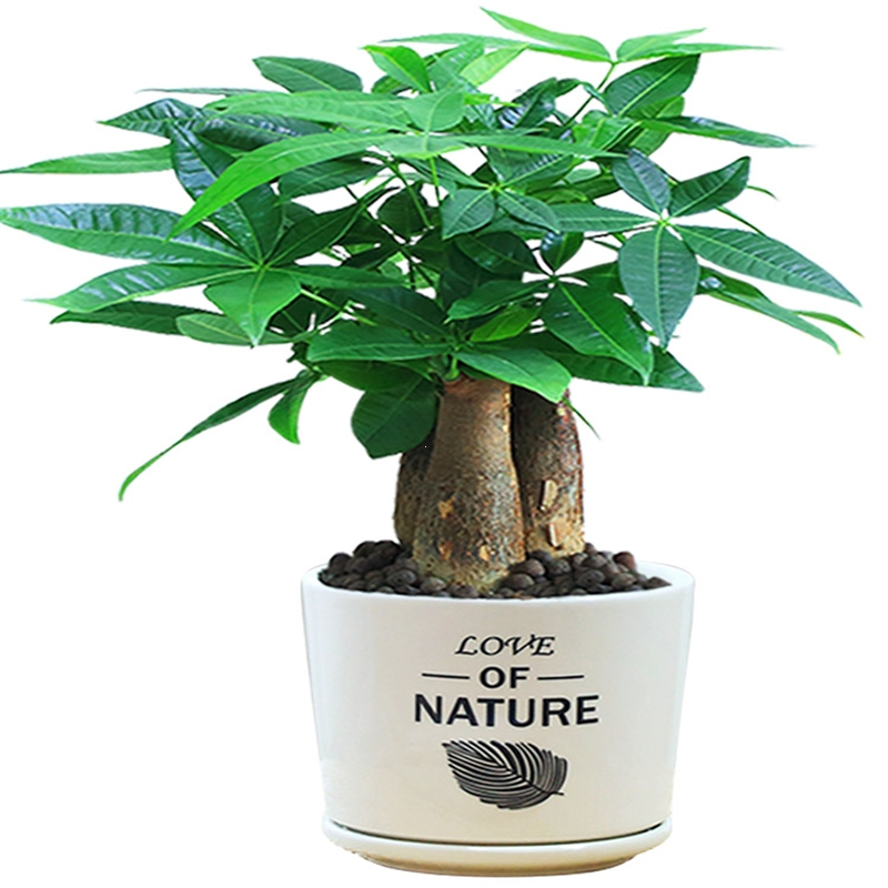 回固发财树盆栽植物室内花卉植物室内花绿植室内客厅招财树好养小盆栽报价 参数 图片 视频 怎么样 问答 苏宁易购