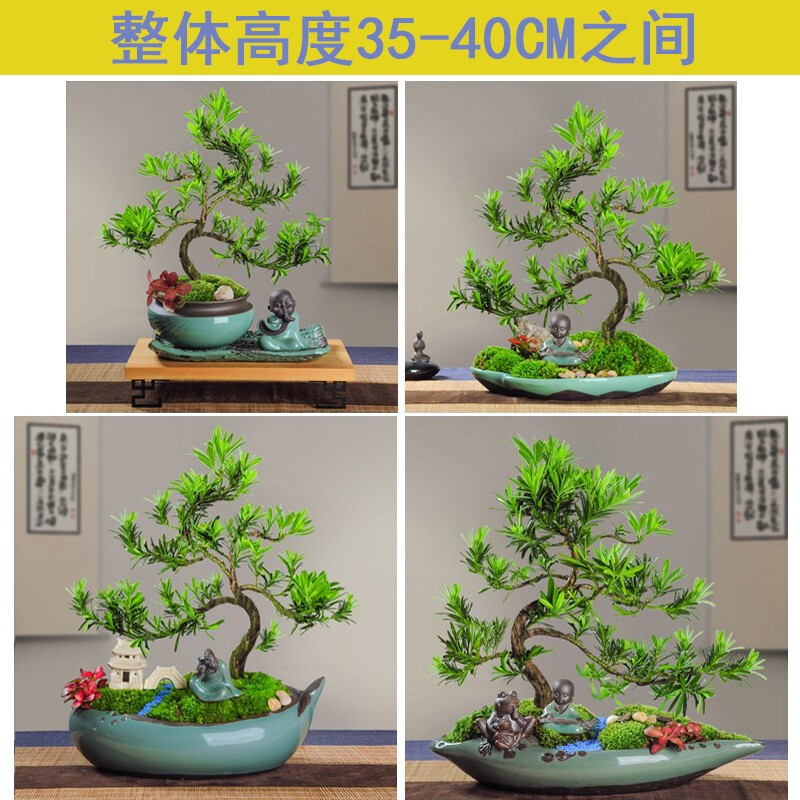 回固罗汉松大树罗汉松盆景造型罗汉松罗汉松树桩盆景迎客松四季常青盆栽植物净化空气淡雅 罗汉松 圆托盘 木底座带盆图片 高清实拍大图 苏宁易购