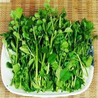 莱芮【西洋菜种子】豆瓣菜种子 水田芥菜种子 营养丰富 易种生长快 西洋菜200粒/一包