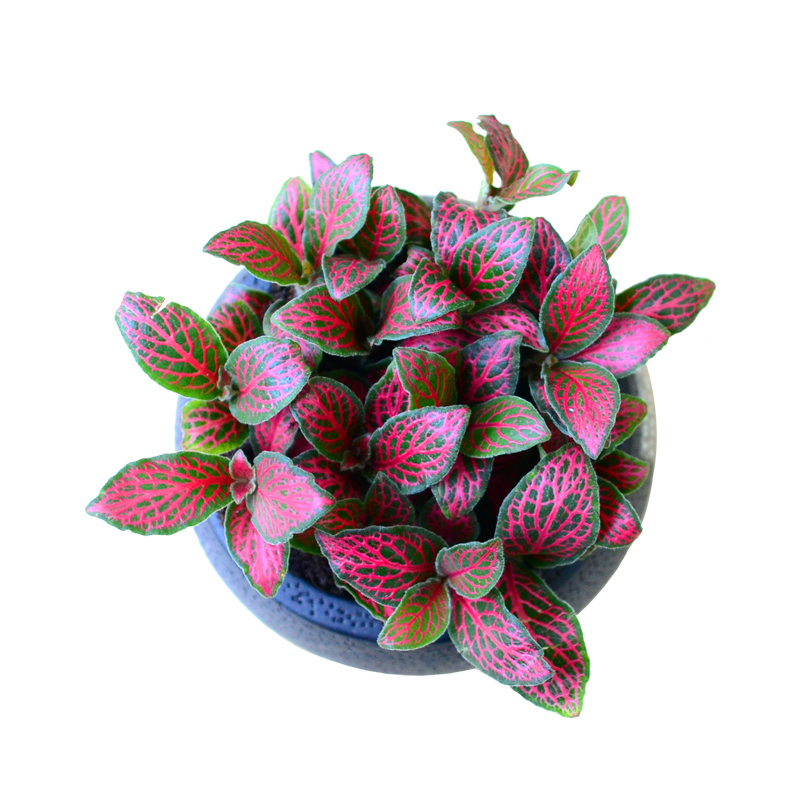 津沽园艺花卉绿植盆栽多肉植物红白网纹草办公室阳台绿植桌面植物带