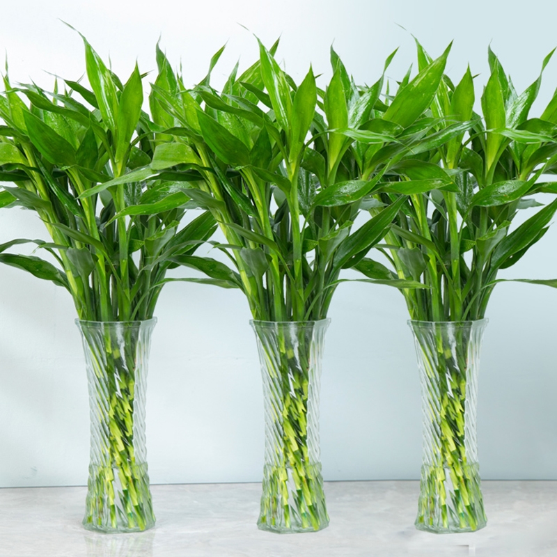 法耐富贵竹水培植物竹花卉绿植盆栽绿萝室内花客厅水养节节高年货参数