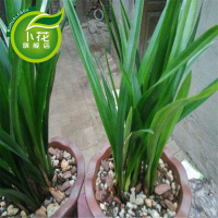 兰花大王兰花苗建兰杂交兰墨兰春兰蕙兰带花苞绿植盆栽小神童