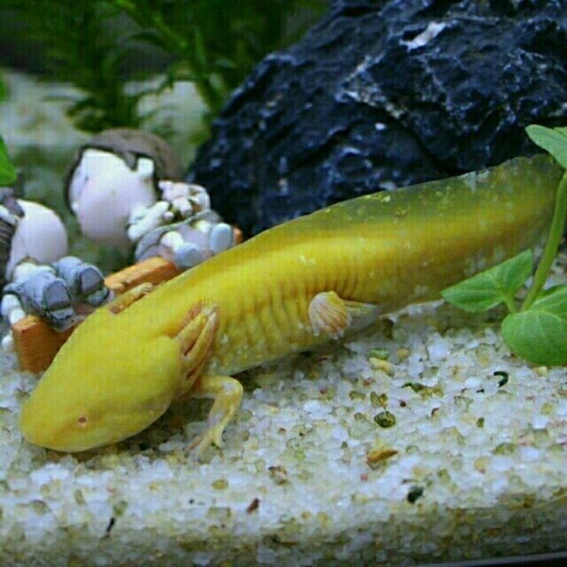 火龙5-8厘米2只 观赏鱼东方蝾螈小火龙鱼清洁鱼冷水鱼六角恐龙鱼淡水