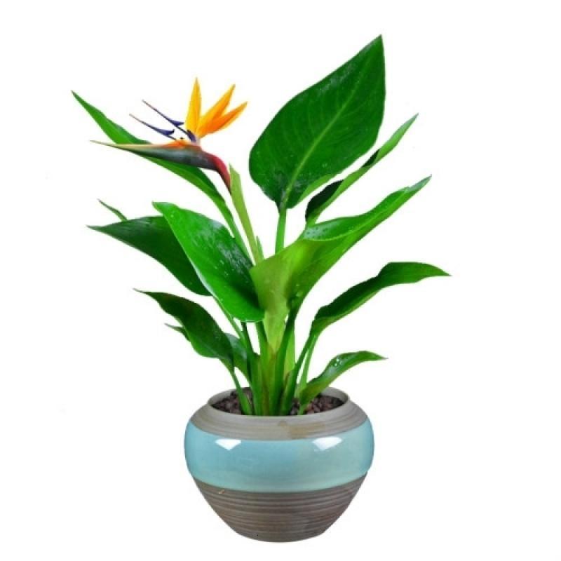 邮天堂鸟苗室内盆栽花卉天堂鸟净化空气吸甲醛防辐射天堂