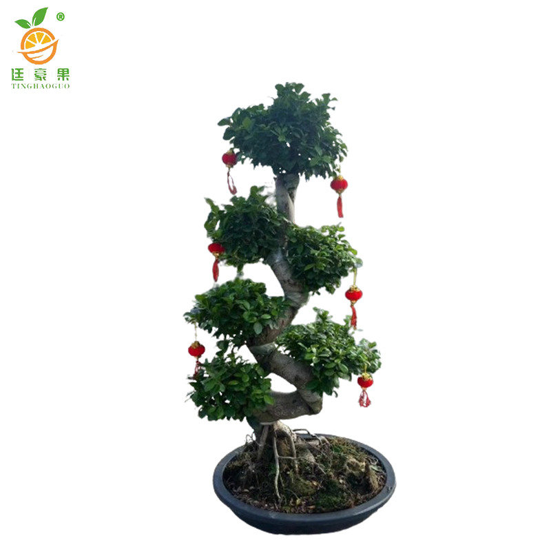 廷豪果 六层榕盆栽 1.5米高 /棵高清大图