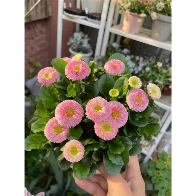 重瓣雏菊株高20-40cm冠幅20-30cm高清大图