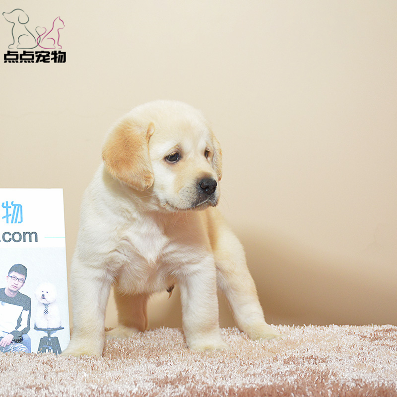 点点宠物 狗狗 宠物狗狗拉布拉多犬幼犬 血统级短毛高智商拉不拉多导盲犬 黄色奶白色黑色可选 公母视频挑选 包健康